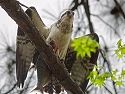 Osprey with a fish, Blackwater NWR, Maryland, 2003.