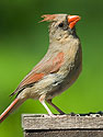 Female cardinal, 2003.