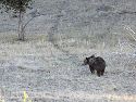 The griz wanders off into the woods.