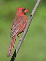 Cardinal shows off his plumage, 2004.