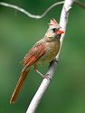 Female cardinal, 2004.
