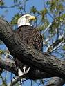 Eagle at Eastern Neck National Wildlife Refuge near Rock Hall, Maryland. 