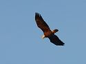 An eagle cruises above the bank of the Potomac near Alexandria, Virginia. I was somewhat discouraged after a day of not seeing eagles at Mason�s Neck NWR. Halfway back to Arlington I stopped at a park along the Potomac to see if I could get a decent sunset shot when this eagle swooped past. I was able to get this somewhat blurry shot before it disappeared. 