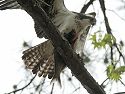 Osprey with a fish at Blackwater National Wildlife Refuge near Cambridge, Maryland. I was on a trail and heard a crash in the tree above me. It was the osprey landing with this big fish, still thrashing around. 