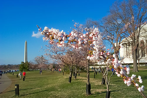 Cherry blossoms, Washington, DC.
