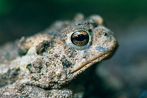 A little toad takes up residence in my back yard.