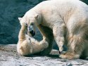 Polar bear cub and mother, Roger Williams Zoo, Providence, Rhode Island.