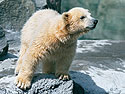 Polar bear cub, Roger Williams Zoo, Providence, Rhode Island.