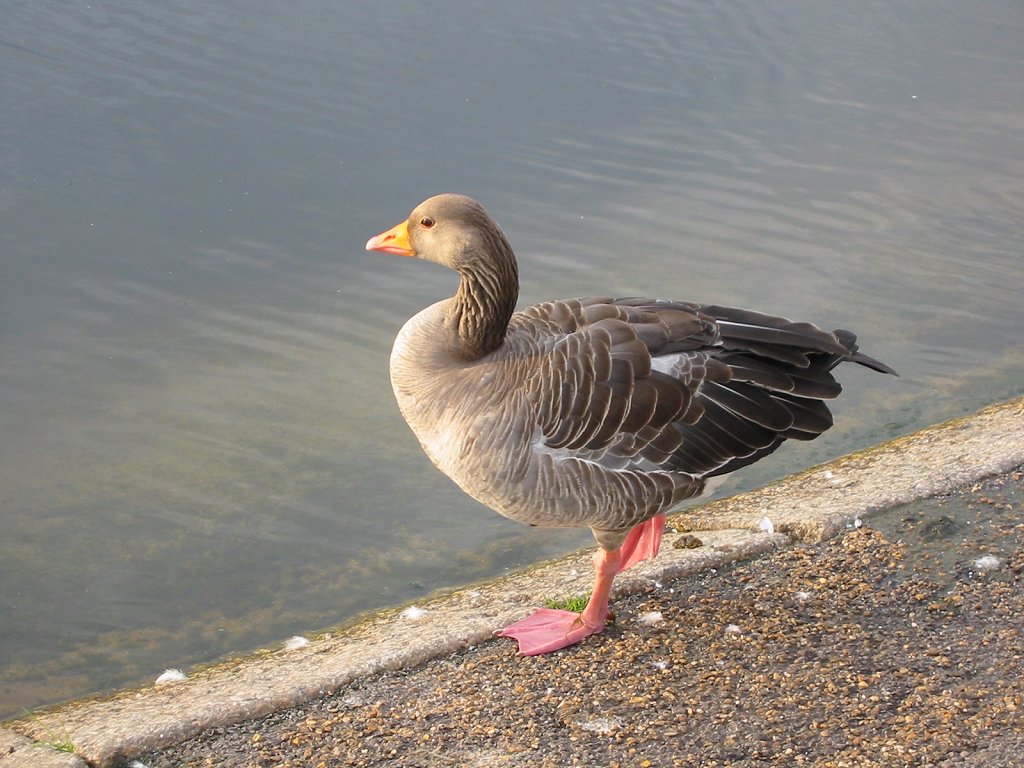 Goose at Kensington.  Click for next photo.