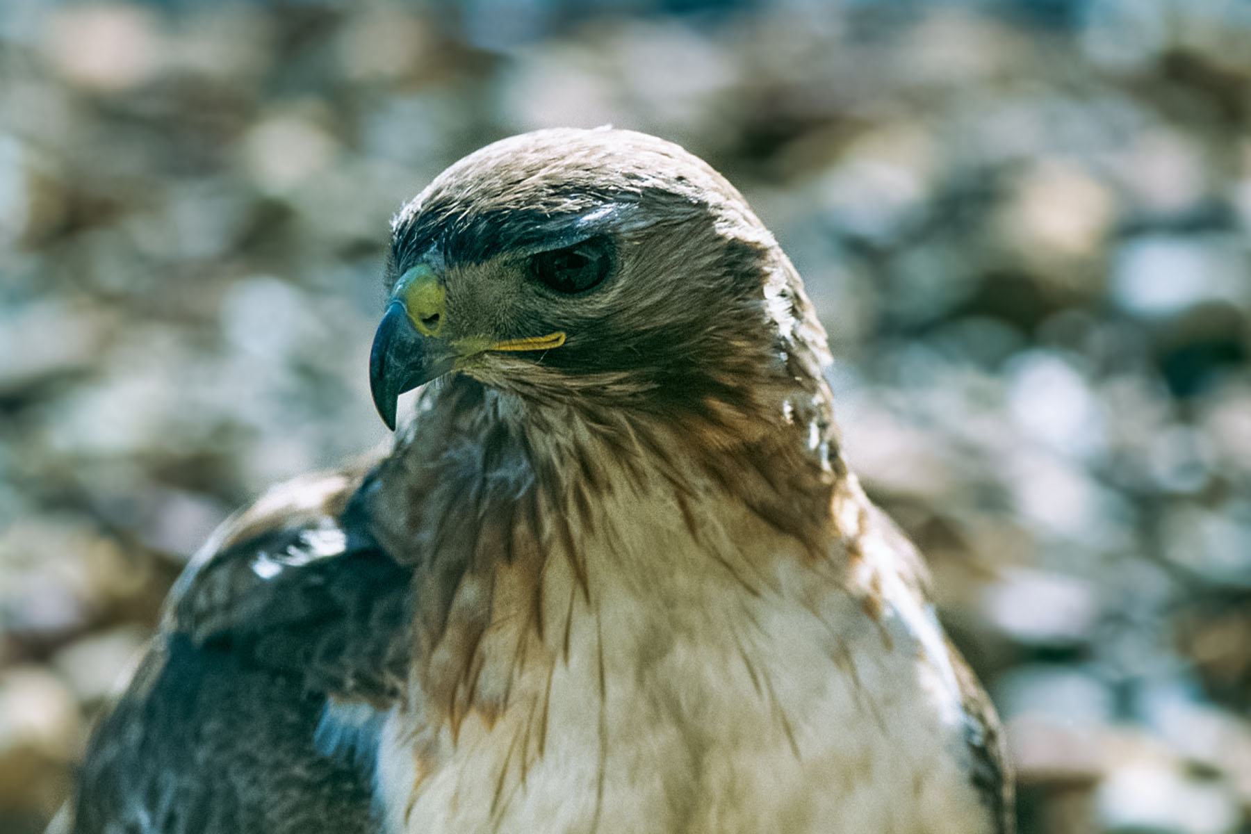 Red-tailed hawk, Braintree, MA.  Click for next photo.