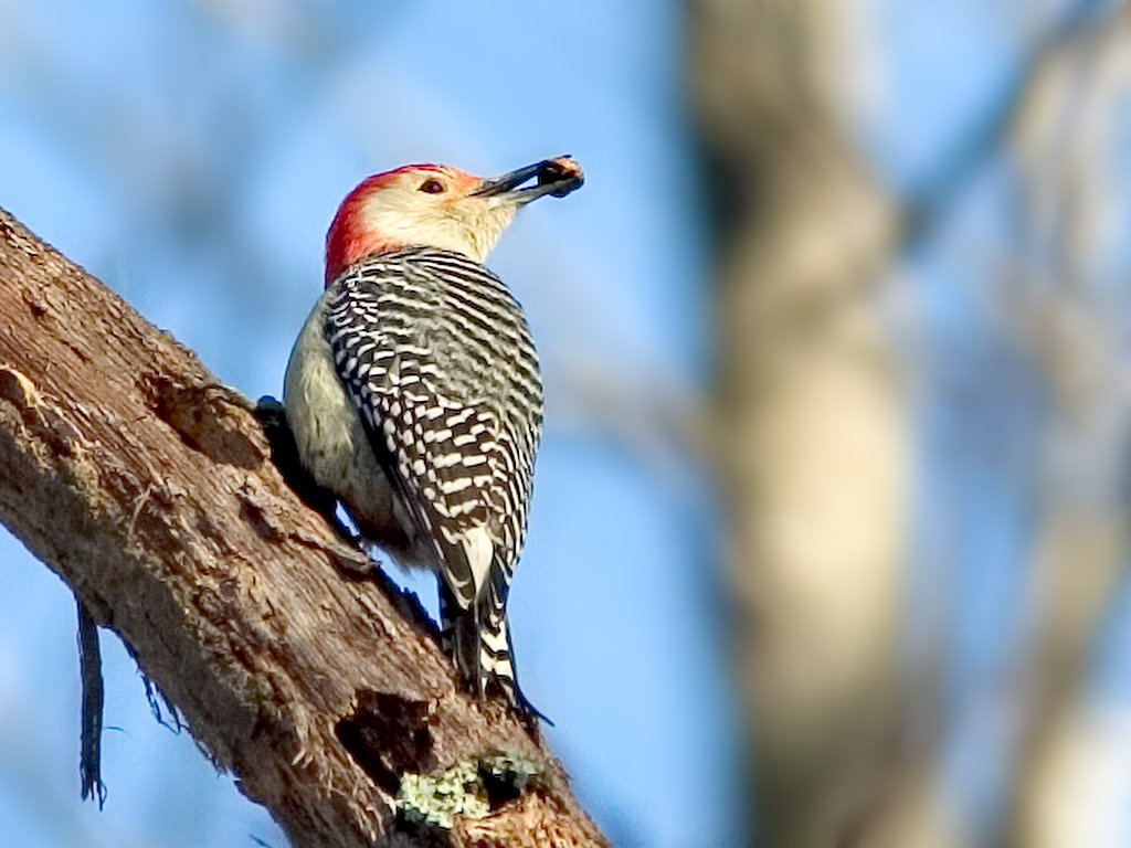 Red-bellied Woodpecker at Mason's Neck National Wildlife Refuge south of Alexandria, Virginia.  Click for next photo.