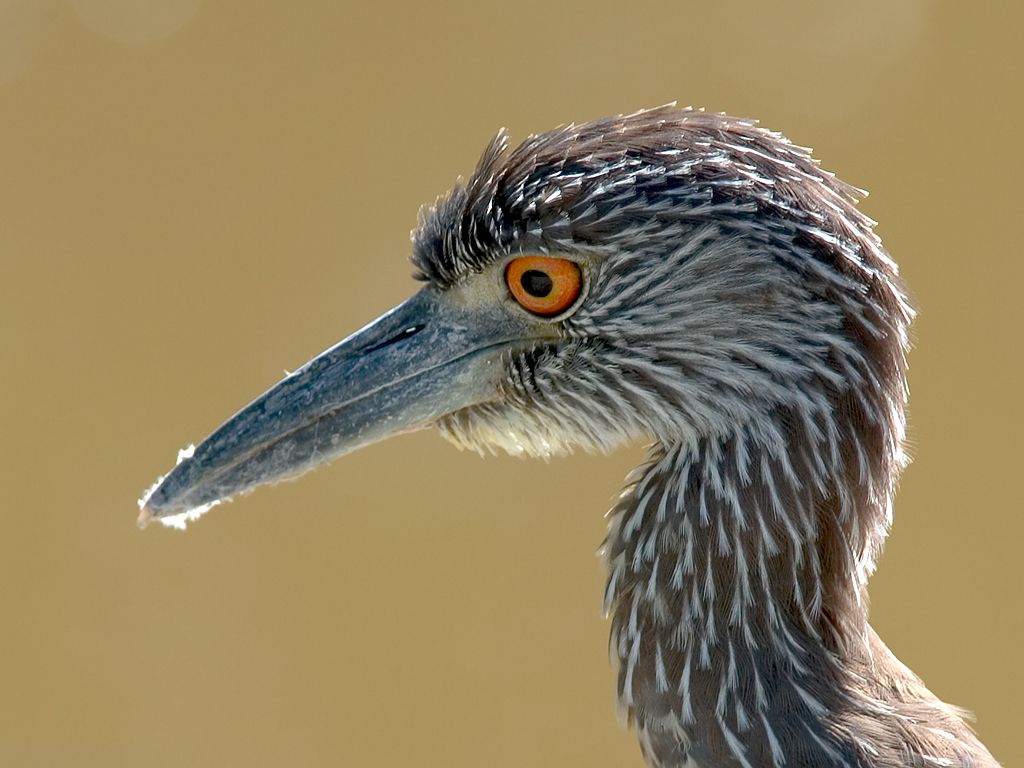 Yellow-crowned night heron, 'Ding' Darling National Wildlife Refuge, Florida.  Click for next photo.