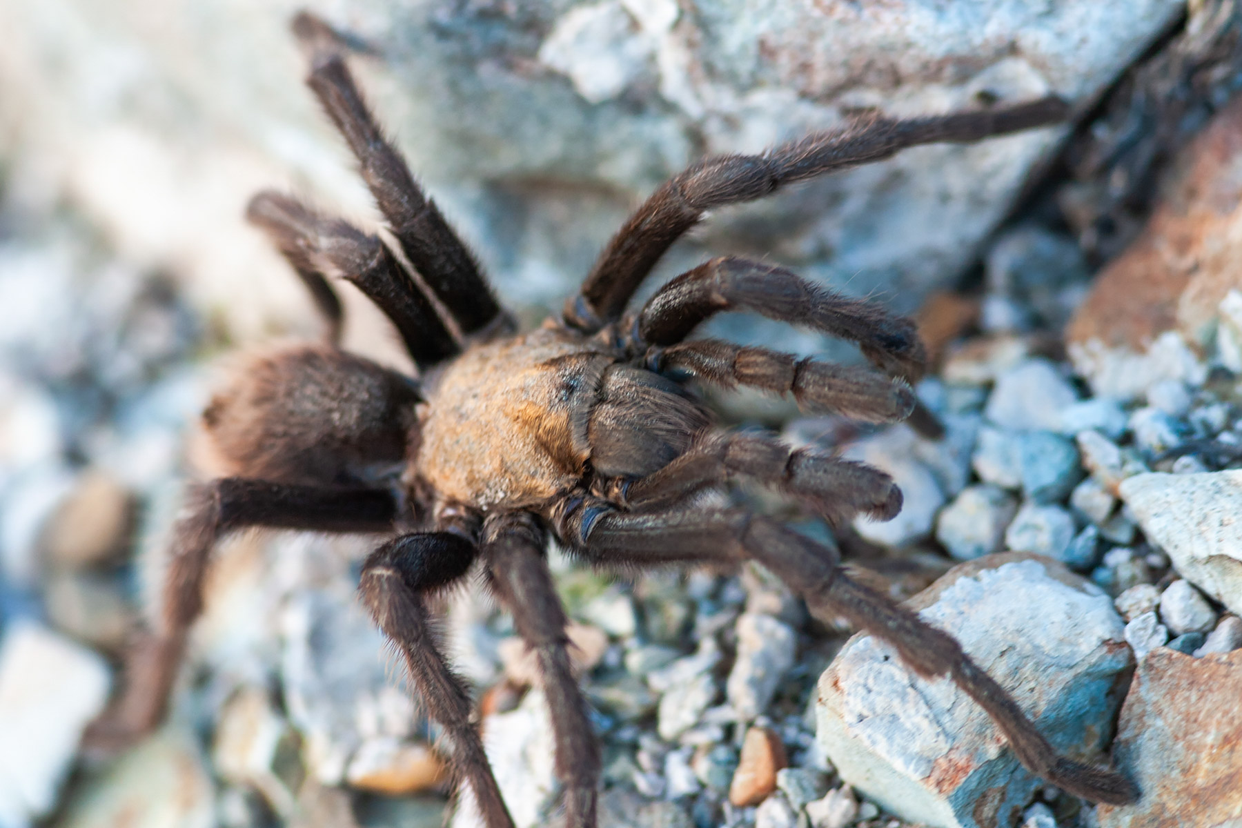 The light was fading at Saguaro National Park near Tuscon when I spotted this fellow ambling along.  Click for next photo.