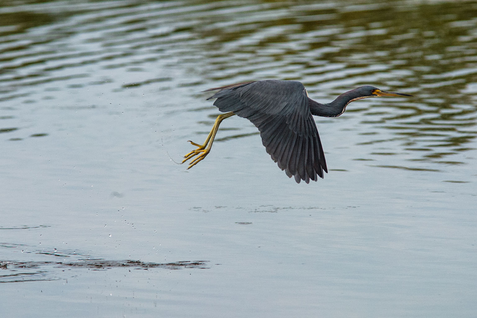 Tricolored Heron.  Click for next photo.