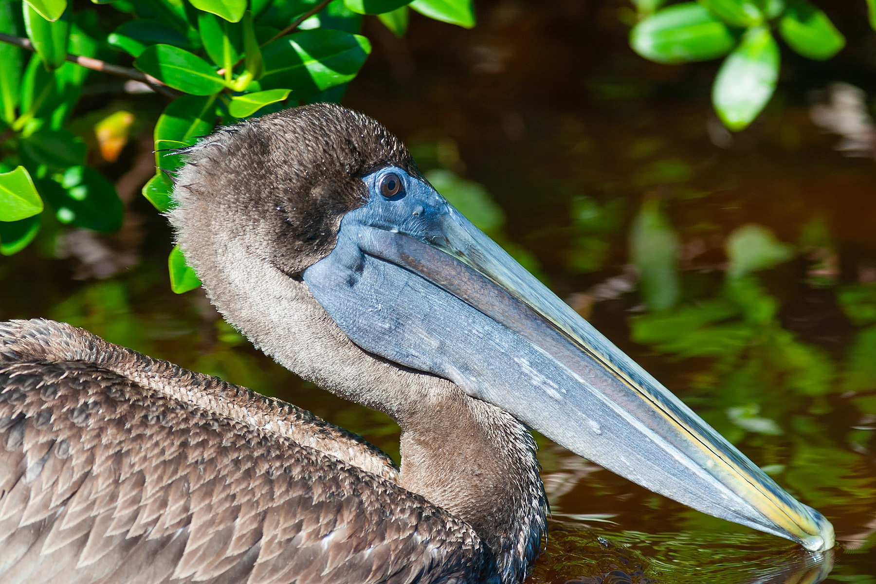 A Brown Pelican sails past.  Click for next photo.