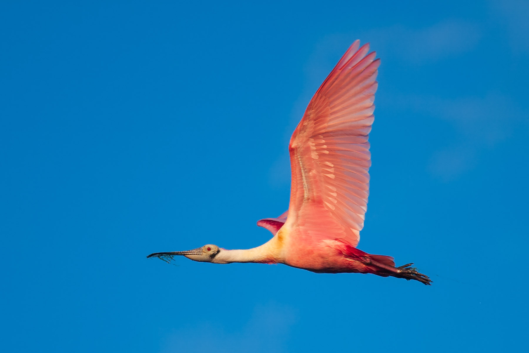 Spoonbill.  Click for next photo.