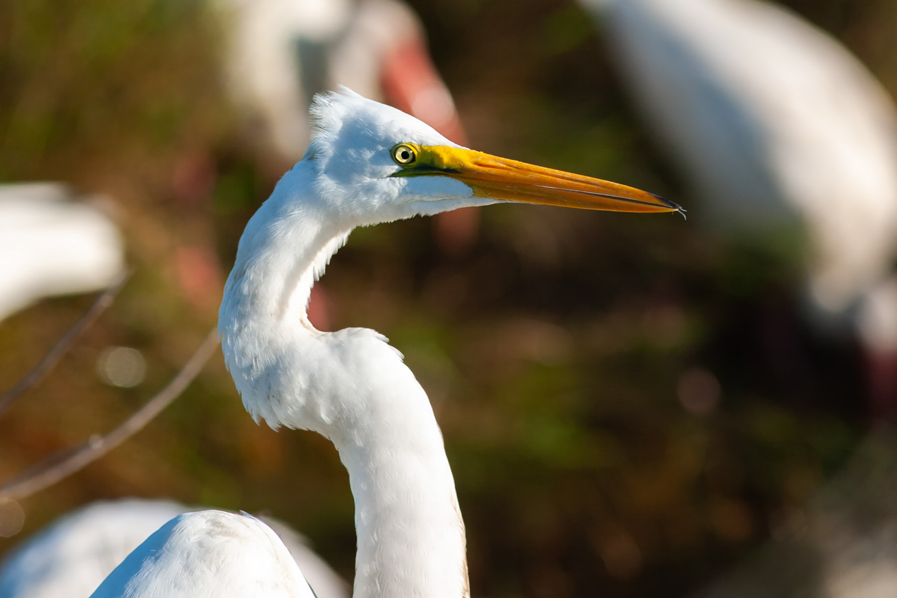 Great Egret.  Click for next photo.