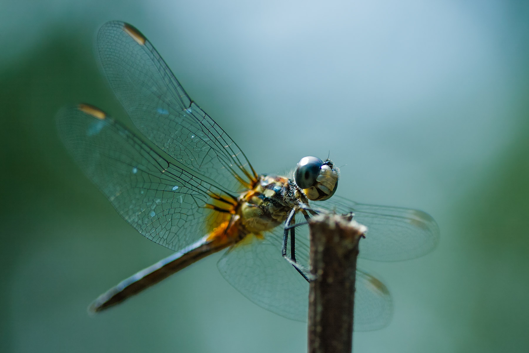 Dragonfly in the back yard.  Click for next photo.