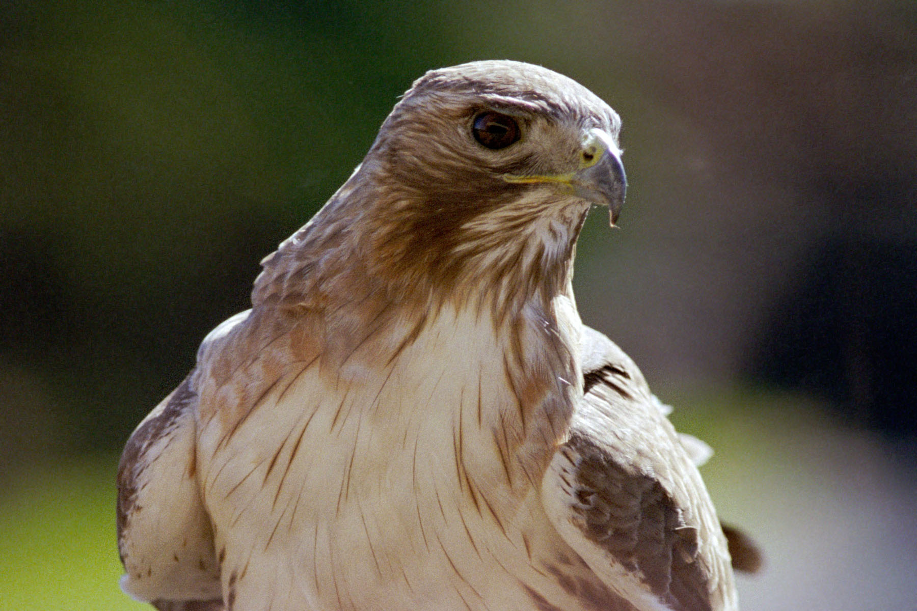 Red-tailed hawk, Braintree, MA.  Click for next photo.