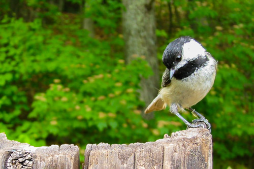 Chickadee, S330 on a tether, my back yard.