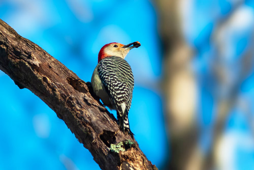 Red-bellied Woodpecker at Mason's Neck National Wildlife Refuge south of Alexandria, Virginia.