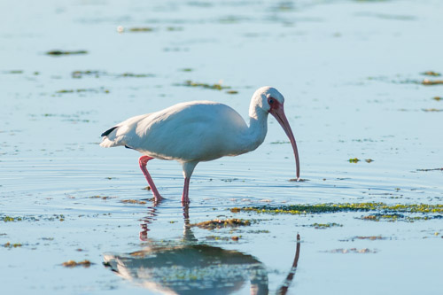 Ibis.