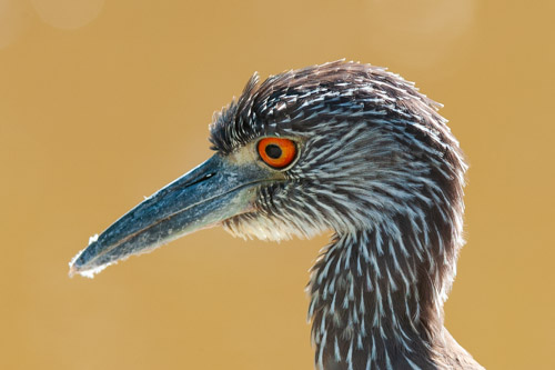 Yellow-crowned night heron, 'Ding' Darling National Wildlife Refuge, Florida.