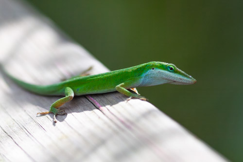 A little lizard called a Green Anole walks the boardwalk in Grassy Waters Preserve, West Palm Beach.