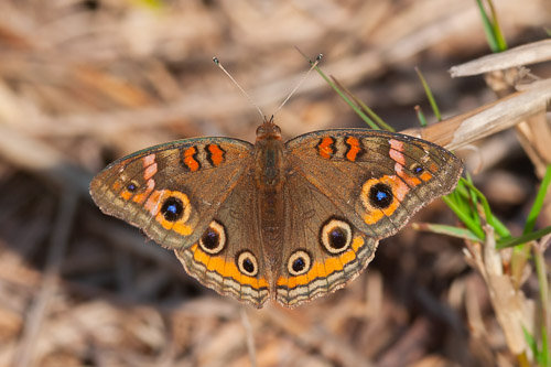 Today's butterfly, a Common Buckeye.