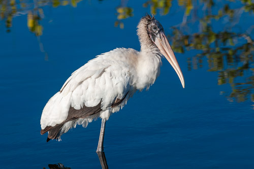 Wood Stork.