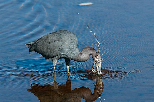 A heron knifes through the water to snare a fish.