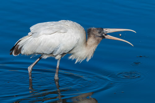 Stork flips his meal up in the air to swallow it.