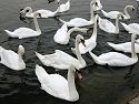 Swans at Kensington.