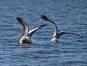 Pelicans dive bombing for food.