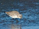 I think this is either a Black-Bellied Plover or a Sanderling.