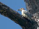 Red-Bellied Woodpecker finds something to eat.