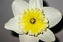 Daffodils start blooming in my lawn in Massachusetts.  This one was picked and photographed inside.  This is the very first image I took with a Canon digital camera, a Powershot S330 ELPH, and I�ve been using Canon digital cameras ever since.