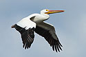 A White Pelican flies along.