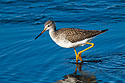 A Greater Yellowlegs.