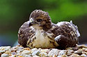 Red-tailed hawk, Braintree, MA.