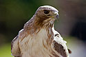 Red-tailed hawk, Braintree, MA.