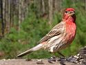 A colorful house finch.