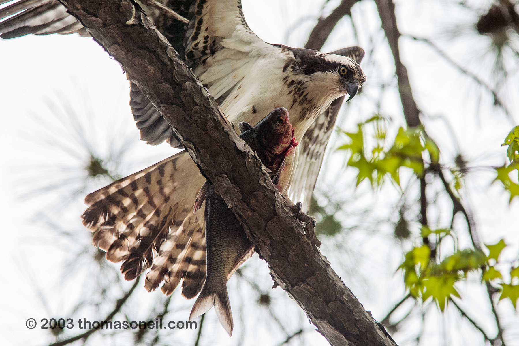 Osprey with a fish, Blackwater NWR, Maryland.  Click for next photo.