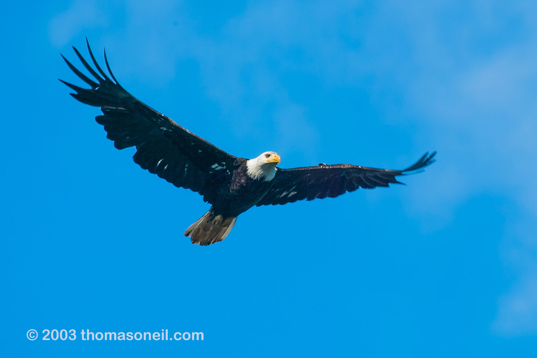 Bald eagle in Petersburg, Alaska.  Click for next photo.