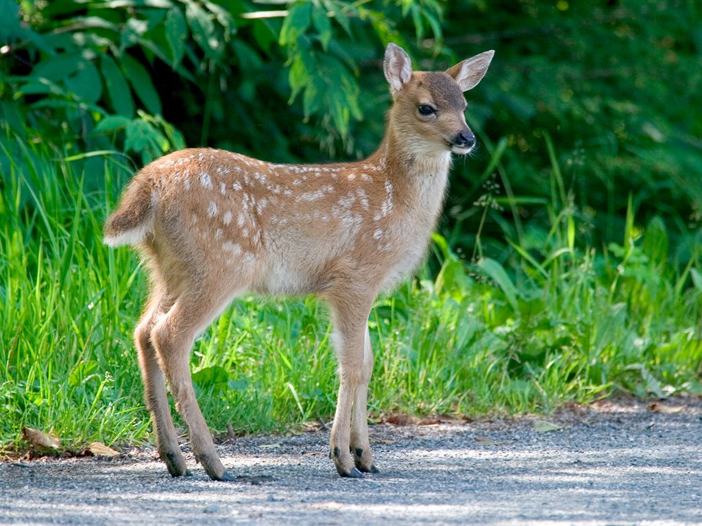 Black-tailed deer fawn near Petersburg.  Click for next photo.