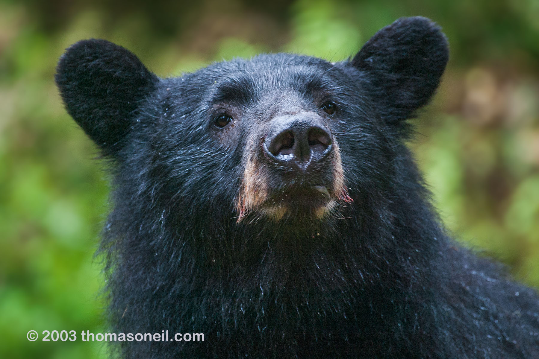 While we were watching the bears in Anan Creek, Alaska, this black bear snuck up behind us and took a sniff. This was from about 10 yards away.  Click for next photo.