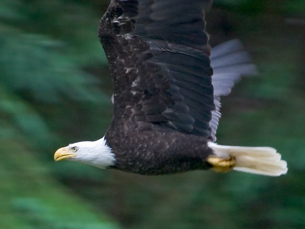 Eagle swoops down the canyon, Anan Creek, Alaska.  Click for next photo.