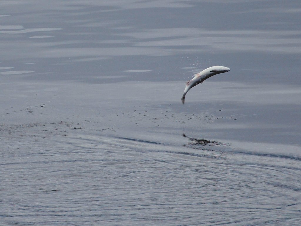 Not much to do on the ferry from Wrangell to Ketchikan, Alaska, except watch salmon jumping.  Click for next photo.