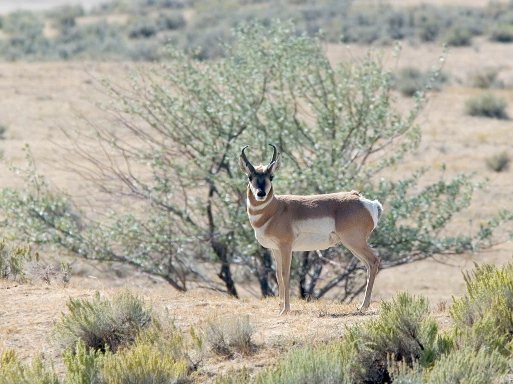A pronghorn keeps on eye on the intruder, Montana.  Click for next photo.