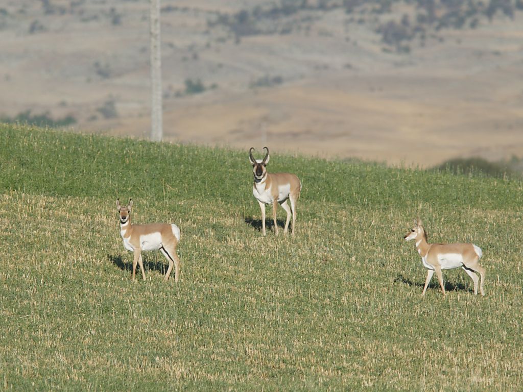 Pronghorns cut through a field, Montana.  Click for next photo.